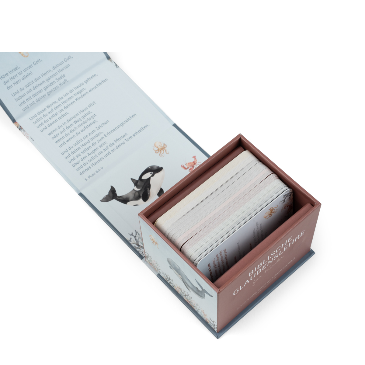 Kartenbox: Biblische Glaubenslehre für Kinder